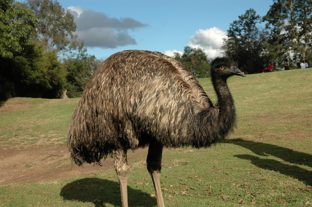 Emu